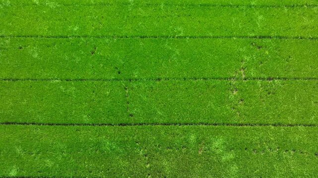 Aerial view of fresh rice seedlings flowing naturally with the wind, highlighting resilience, environmental balance, chemical-free farming, biodiversity, and long-term agricultural sustainability. 4k.