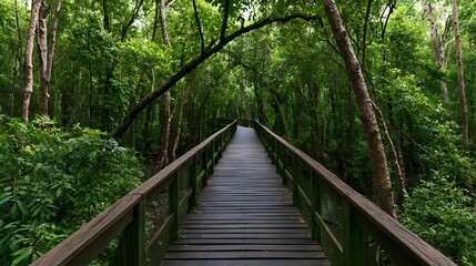 Fototapeta premium A long wooden bridge winds through a lush green mangrove forest with tall trees and dense foliage on both sides