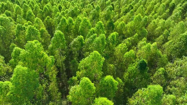 Overhead drone shot of a thriving eucalyptus plantation, highlighting sustainable forestry, carbon sequestration, paper pulp resources, biodiversity, and climate-friendly land management. 4k.
