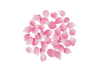 Fototapeta premium Pink Flower Petals Transparent Background