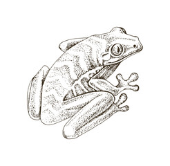 Naklejka premium Tree frog hand drawn vector illustration