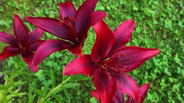 Private garden plot , red lilies on a lawn background