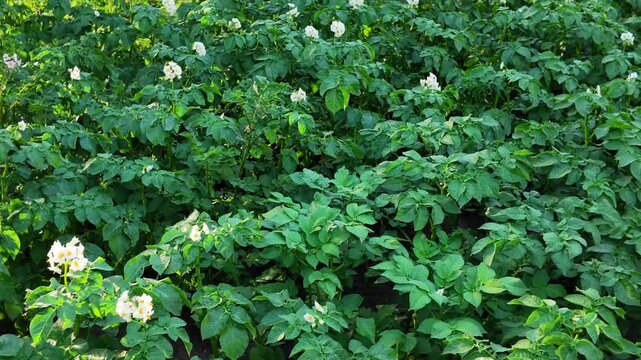 vegetable beds with potato plantings, green bushes, future harvest