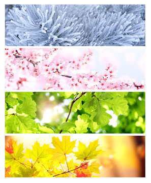Four season of year. Set of horizontal nature banners. Each one features scene of nature, from the gentle snowfall of winter to the vibrant leaves of summer. Perfect for showcasing changing seasons