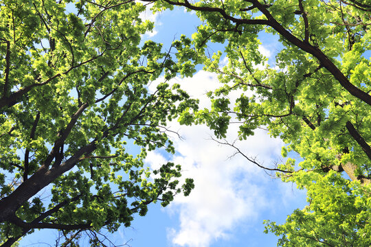 Looking up at the green forest. Oak trees against a blue sky background. Gazing at verdant woodland. Majestic oaks, their verdant foliage against azure sky. View Oaks from below, fresh green leaves