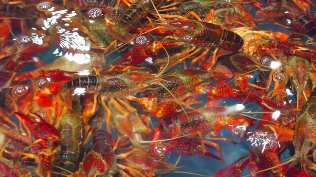 Live Crawfish Crayfish in Supermarket Tank Close-Up Chinese Seafood Market