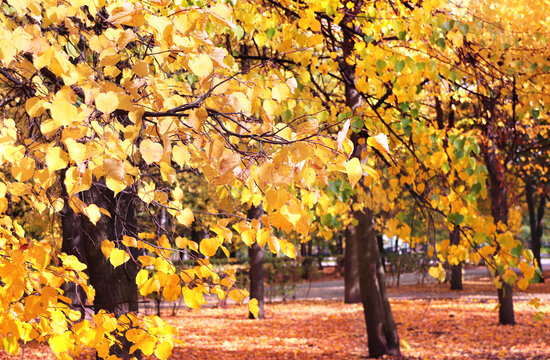 Calm fall season. Beautiful landscape with linden alley in autumn park. Lindens trees with green, yellow and orange leaves and footpath in the town park in sunny day. Lime trees form a beautiful alley