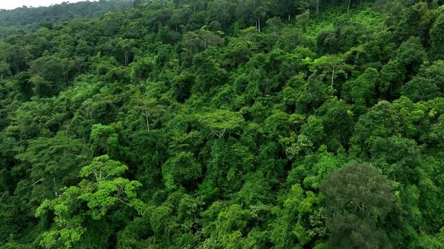 Aerial view of green tropical vegetation, symbolizing the importance of forests in combating climate change, supporting biodiversity, and strengthening resilience against extreme weather. 4k.
