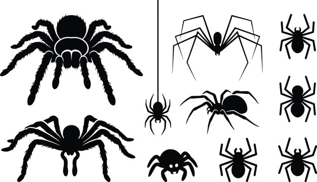 Creepy Spider Silhouette Bundle Featuring Hairy Tarantulas Black Widows Long Legged Spiders and Web Hanging Insects for Spooky Halloween Graphic Vector Designs