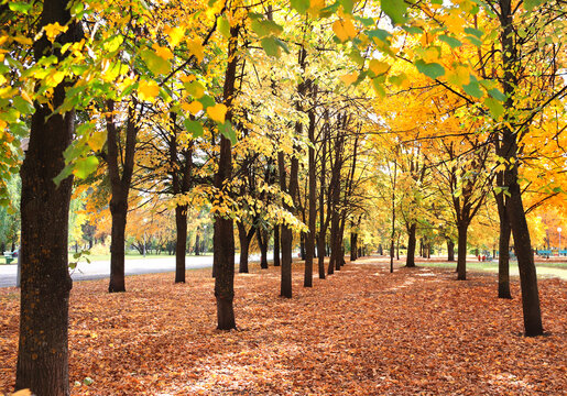 Calm fall season. Beautiful landscape with linden alley in autumn park. Lindens trees with green, yellow and orange leaves and footpath in the town park in sunny day. Lime trees form a beautiful alley