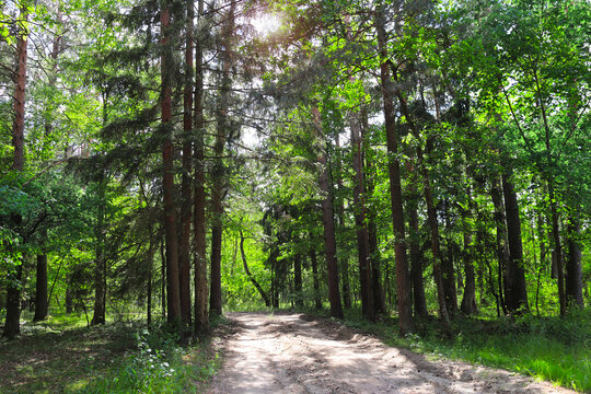 Picturesque landscape road in forest in sunny day. Beautiful scene with rays of sunlight in summer forest, Belovezhskaya Pushcha Nature Reserve. Woodland in national park Bialowieza Forest, Europe