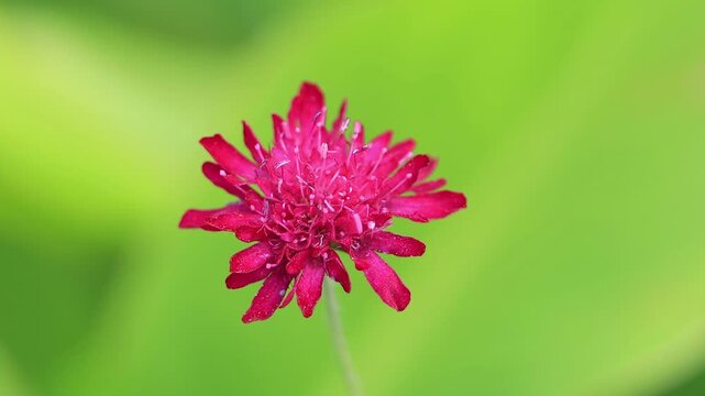 Close-up of a pink flower of the Macedonian widow's flower, a magnet for insects, Knautia macedonica, pollen, delicate petals, green background, a single pink flower swaying in the wind