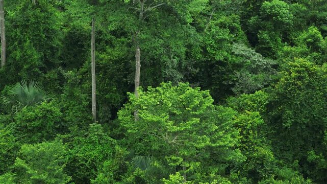 Drone aerial capture of a lush tropical forest, symbolizing natural carbon storage, climate change mitigation, ESG sustainability, the importance of protecting ecosystems from global warming impacts.
