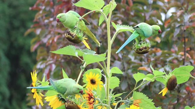three rose-ringed parakeets on ripe sunflowers, green parakeet on a tall sunflower, rose-ringed parakeets eating sunflower seeds, large yellow flowers with seeds, Psittacula krameri
