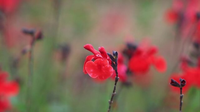 red currant sage flowers swaying gently in the wind, close-up of red flowers of the currant sage, small red flowers, light green-red background, Salvia microphylla