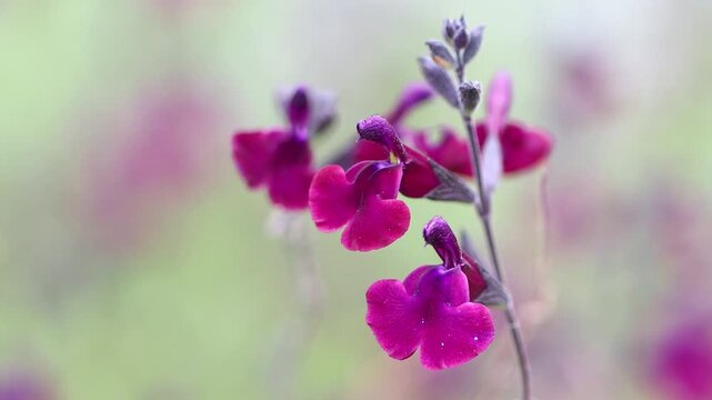 Salvia jamensis, lilac-violet currant sage flowers, vibrant flowers, close-up of the purple flowers of the currant sage
