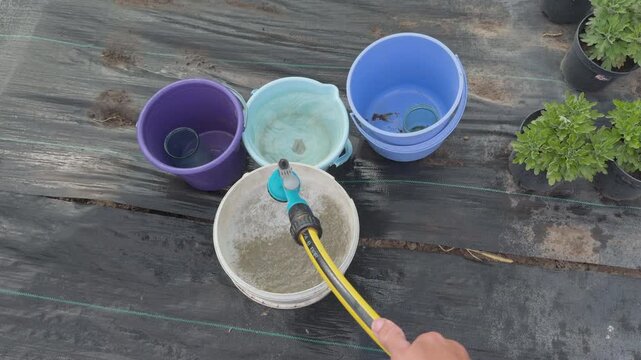 Gardener filling bucket with water hose in greenhouse