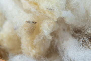 Traditional Sheep Wool Processing in Romania, Rural Craft, Shepherd Heritage, Handmade Wool Preparation and Authentic Village Tradition © Nomad Pixel
