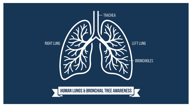 Human lungs and bronchial tree anatomy.