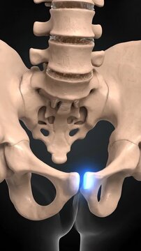 Human spine with glowing lumbar disc in pelvic region