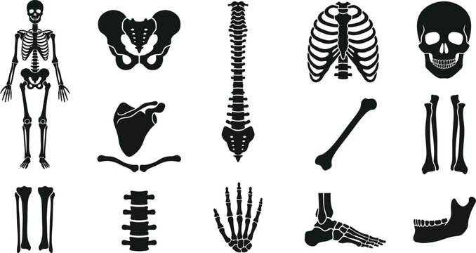 Human skeletal system bones and joints icon set illustration black silhouette.