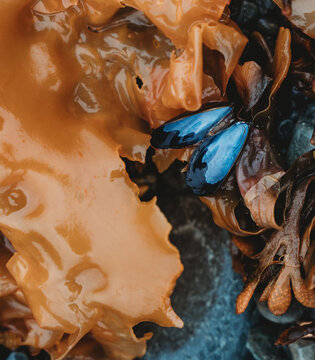 Blue mussels nestled in golden brown seaweed on Newfoundland beach
