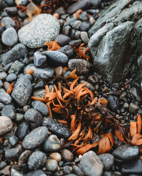 Bright orange seaweed on wet beach stones in Newfoundland