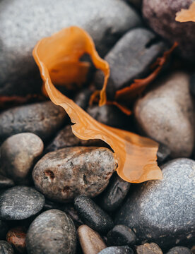 Close up of golden seaweed on wet smooth rocks in Newfoundland