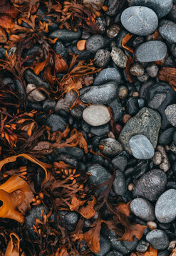 Wet seaweed and dark pebbles on a rocky beach