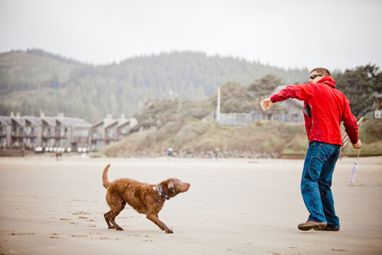 Dog owner throws pet toy for his dog on beach