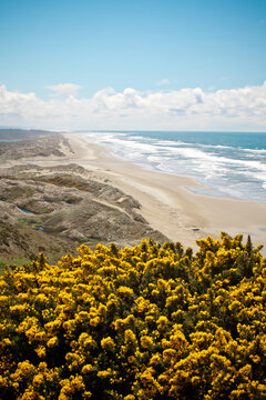 Yellow wildflowers overlooking a scenic coastal beach