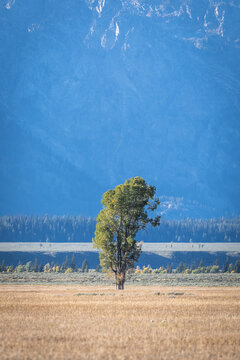 Solitary Tree in Golden Meadow With Distant Mountain Backdrop