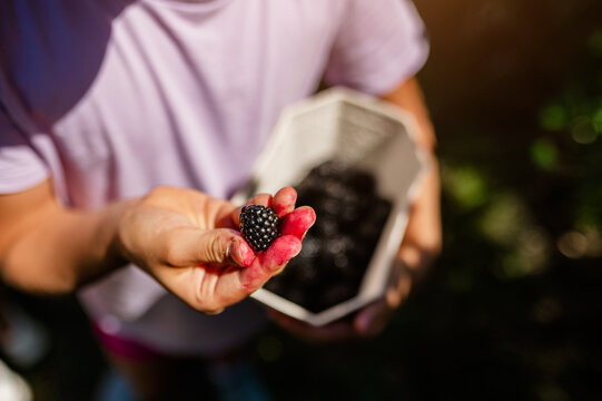 A hand holding a ripe blackberry