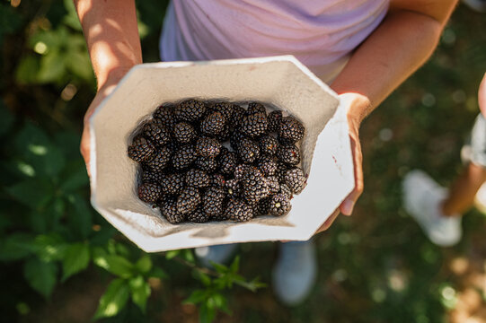 Two hands holding a box with freshly picked ripe blackberries