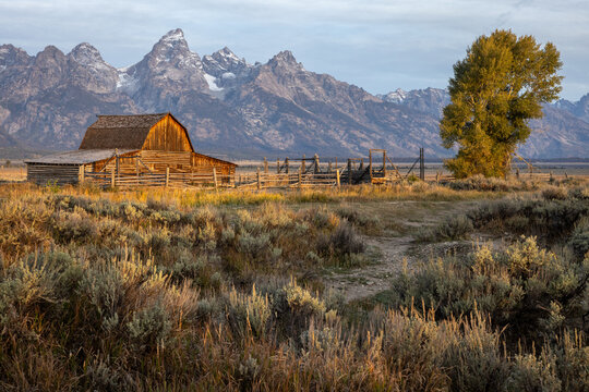 Historic Wooden Barn and Lone Cottonwood Tree With Grand Teton M