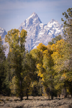 Snowcapped Mountain Peak Framed by Autumn Trees in Mountain Vall