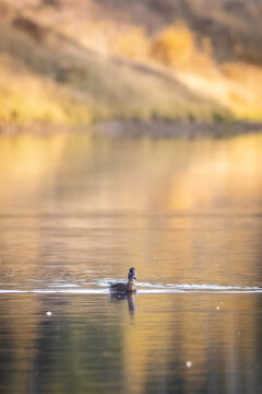 Solitary Duck Swimming on Calm Lake at Golden Hour