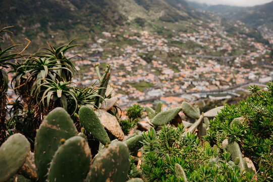 Cactus overlooking Machico valley from Pico do Facho
