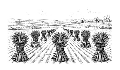 Wheat Field Harvest Hand Drawn Vintage Illustration, Rural Farmland Landscape with Hay Bundles Sketch Style © Nirmol