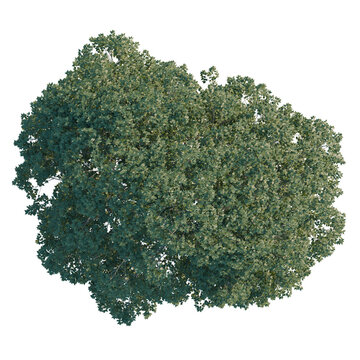 Celtis australis tree plan, top view, cutout, transparent background, isolate, Detailed Tree Canopy - Lush Green Foliage with Visible Branch Structure for Nature Design Elements