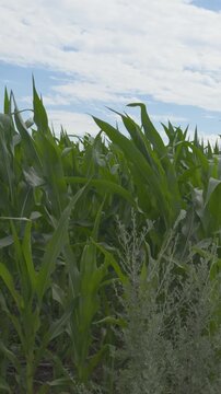 Green cornfield leaves waving in the wind