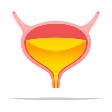 Urinary bladder vector isolated illustration