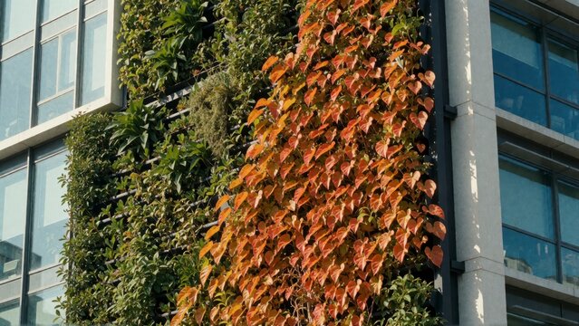 Vertical garden wall with autumn leaves. Modern building facade covered in seasonal orange foliage.