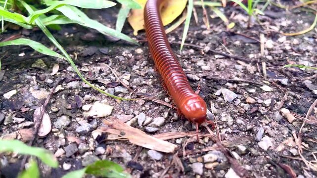 Giant Asian millipede crawling on the ground in a garden.