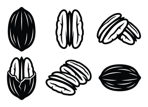 Vector illustration set of pecan nuts, whole in shell and shelled halves, for recipe content, food packaging design, and ingredient labels