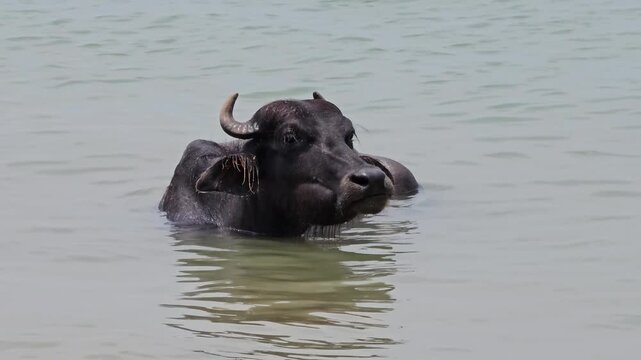 Water buffalo swimming in the river