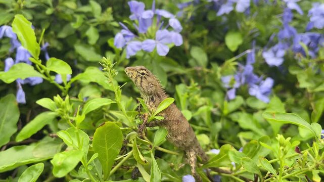 Oriental garden lizard perched on green bushes with blue flowers staring at camera.