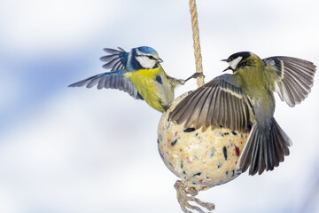 little birds feeding on bird feeder with suet fat ball. Great tit and blue tit. Winter period © Nitr