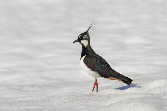 Northern Lapwing Standing in the Snow, Side View Close-up