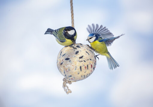 little birds feeding on bird feeder with suet fat ball. Great tit and blue tit. Winter period